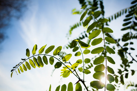 5 Science-Based Health Benefits of Moringa oleifera