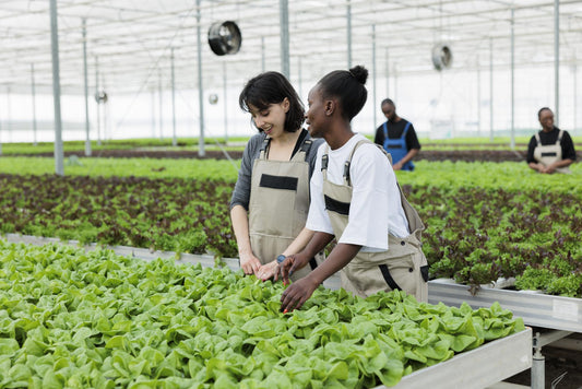 NON-GMO-farmers-carefully-checking-that-green-lettuce-crop-yields-are-growing-certified-organic-non-gmo-healthy-way-without-using-harmful-pesticides-local-agriculture-sustainable-greenhouse