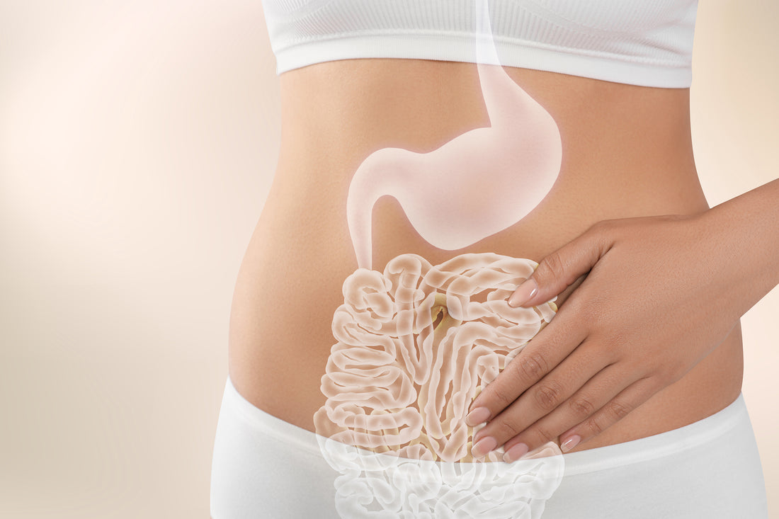 10 Most Common Probiotic Strains, with Their Health Benefits