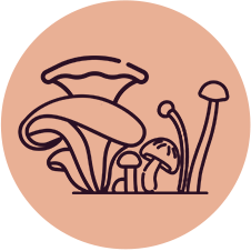 7 WHOLE BODY MUSHROOM